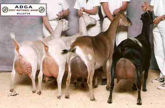 The South-Fork Dairy Herd at the 2007 National Show