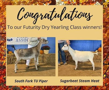 GCH South-Fork TU Piper