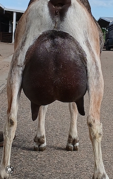 GCH South-Fork TU Piper