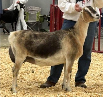 GCH South-Fork TU Piper