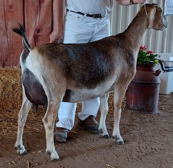 GCH South-Fork TU Piper